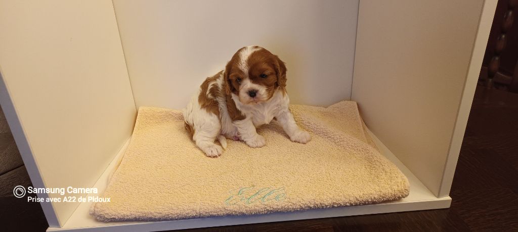 Les Petits Loups De Fanou - Chiots disponibles - Cavalier King Charles Spaniel